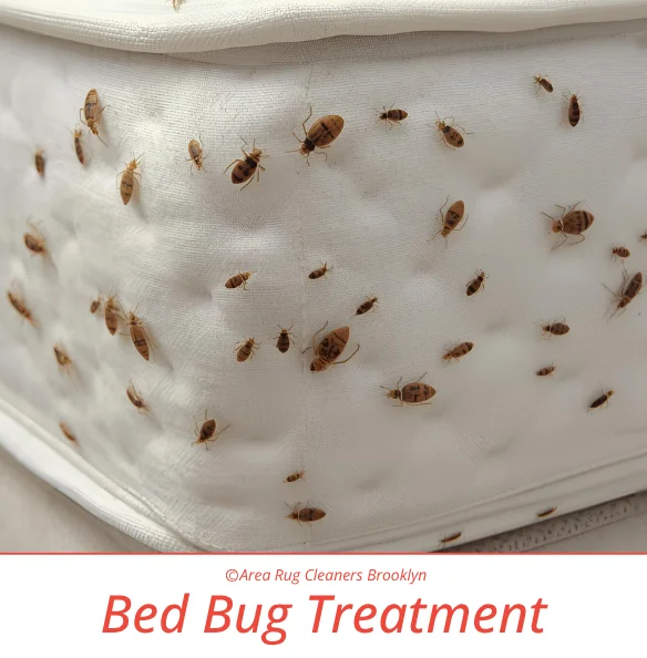 Bed Bug Treatment